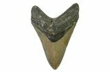 Fossil Megalodon Tooth - North Carolina #338596-1